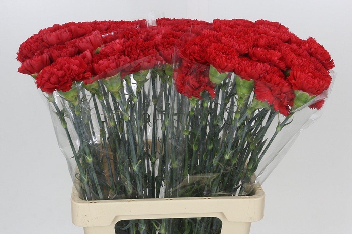 <h4>Dianthus St Arona</h4>