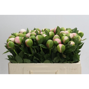 Paeonia Colonel Owen Cousins