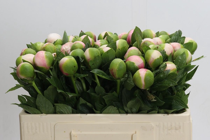<h4>Paeonia Colonel Owen Cousins</h4>