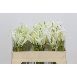 Nerine Like a Virgin