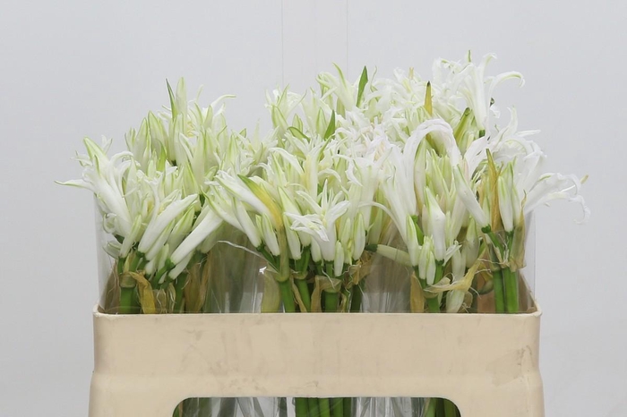 <h4>Nerine Like a Virgin</h4>