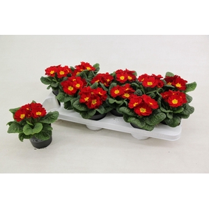 Primula ac. 'Cairo Red'