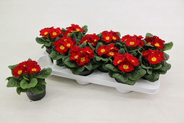 <h4>Primula ac. 'Cairo Red'</h4>