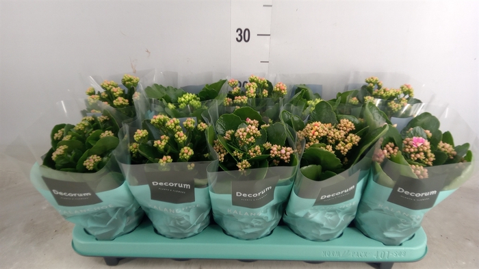 <h4>Kalanchoe blos.   ..rosebud mix  5</h4>