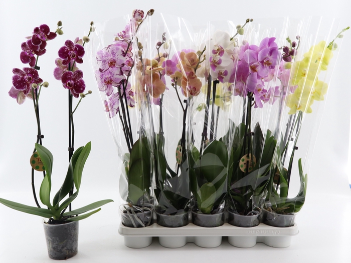 <h4>PHAL GEM 8 KL</h4>