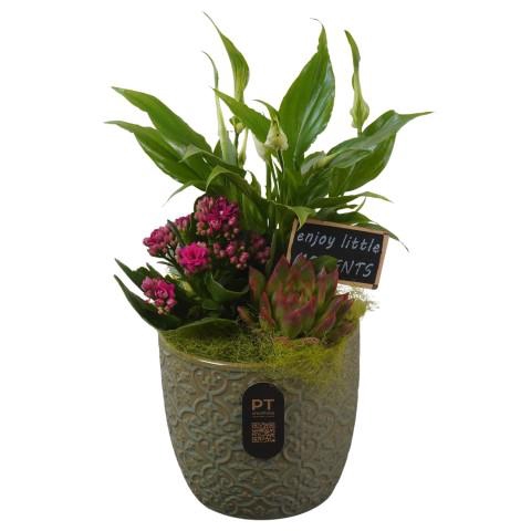 <h4>PTIB5190 Arrangementen kamerplanten</h4>