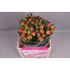 Paeonia hybrid 'Coral Sunset' 2-3