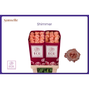 R GR SHIMMER