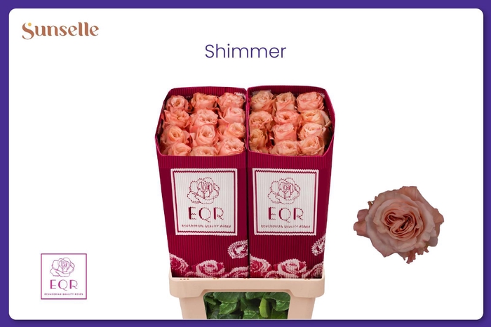 <h4>R GR SHIMMER</h4>