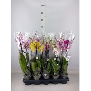 Phalaenopsis   ...mix