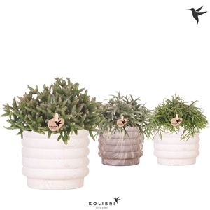 Kolibri Greens Rhipsalis mix in Marble pot mix
