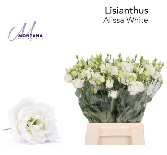 <h4>EUS G ALISSA WHITE</h4>