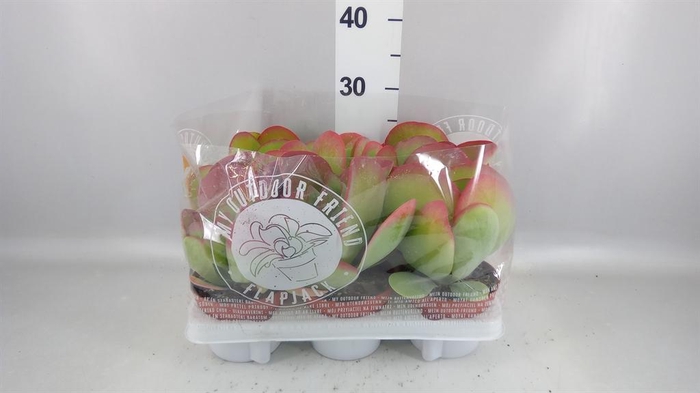 <h4>Kalanchoe NF thyrsiflora</h4>