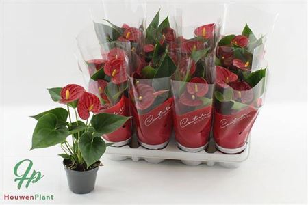 <h4>Anthu An Success Red 3+</h4>