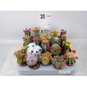 Cactus   ...decorated