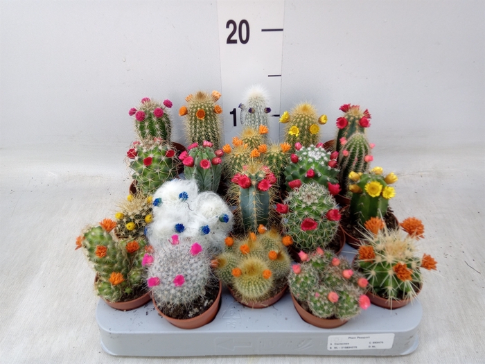 <h4>Cactus   ...decorated</h4>