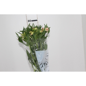 ALSTROEMERIA PAPILLON 080 CM ROSA