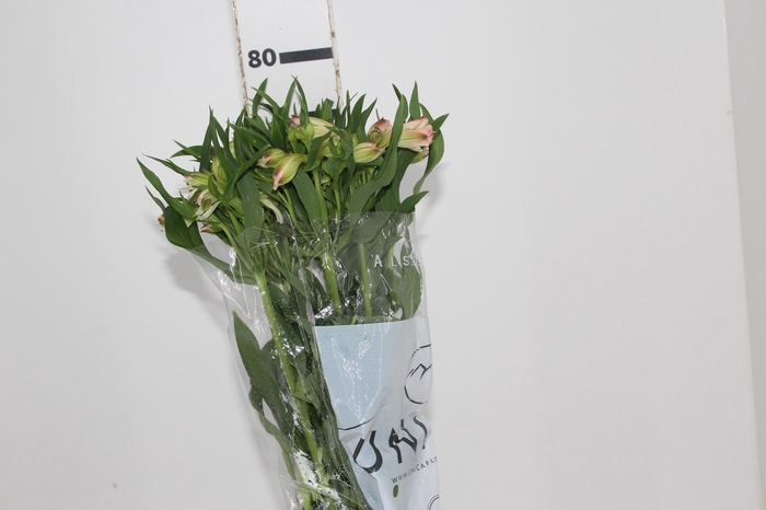 <h4>ALSTROEMERIA PAPILLON 080 CM ROSA</h4>