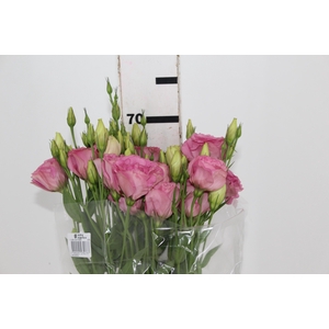 LISIANTHUS FLARE DEEP ROSE 070 CM MIN 500 GRAMAS ROSA