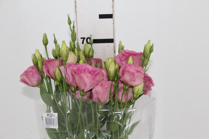 <h4>LISIANTHUS FLARE DEEP ROSE 070 CM MIN 500 GRAMAS ROSA</h4>