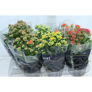 KALANCHOE DOBRADO P15