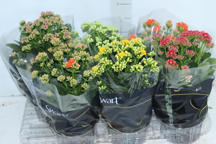 <h4>KALANCHOE DOBRADO P15</h4>