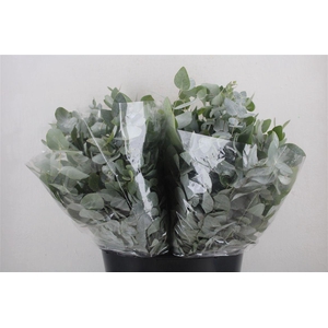 Euca Cinerea Short 150gr P Bunch