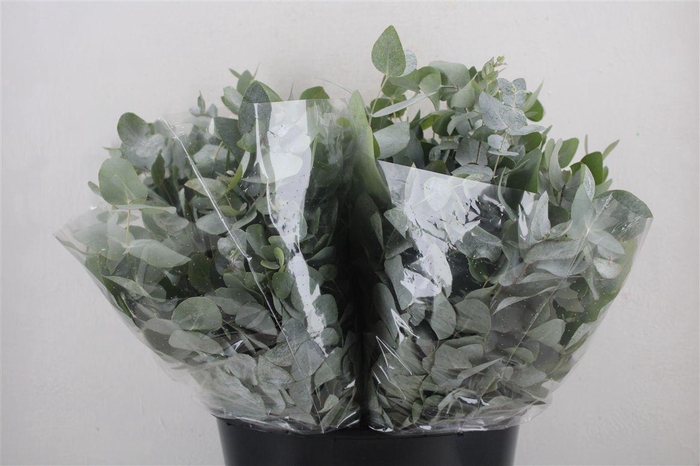 <h4>Euca Cinerea Short 150gr P Bunch</h4>