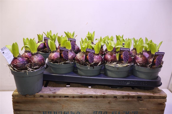 <h4>Hyacin Blue Pearl</h4>