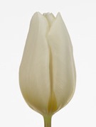 TU EN WHITE PRINCE ANGEBOT