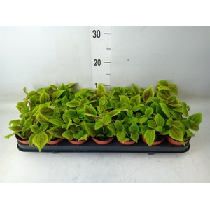 Pilea mollis 'Moon Valley'