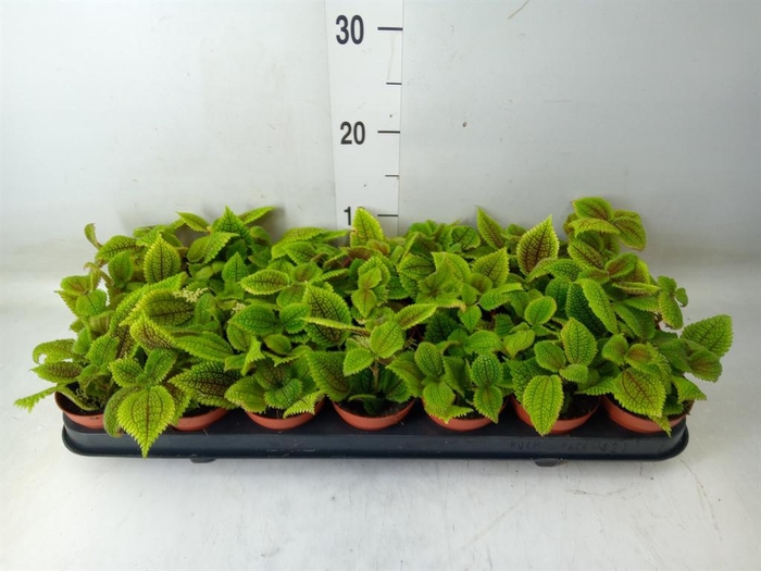 <h4>Pilea mollis 'Moon Valley'</h4>