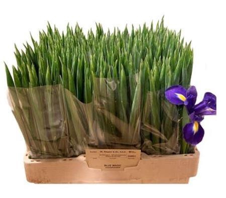 <h4>Iris Blue Magic</h4>