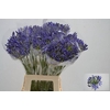 Agapanthus Arctic Ocean Henk Van Eijk
