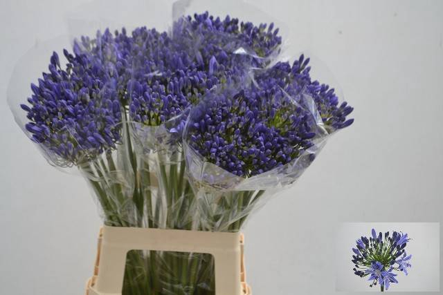 Agapanthus Arctic Ocean Henk Van Eijk