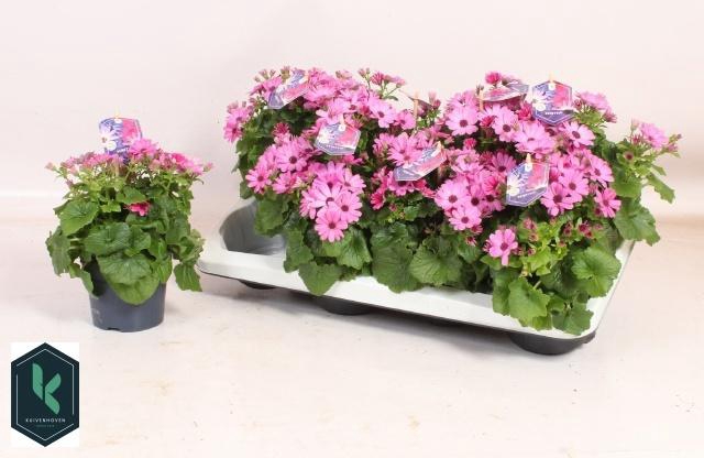 <h4>PERI C SEN PINK</h4>