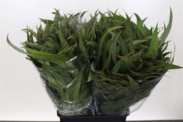 <h4>EUCA VICTORIA*</h4>