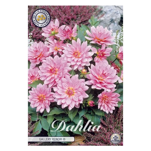 <h4>Dahlia Renoir x1</h4>