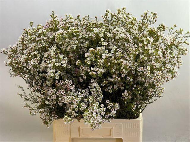 <h4>Chame Blondie</h4>