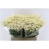 Tanacetum Single Vegmo