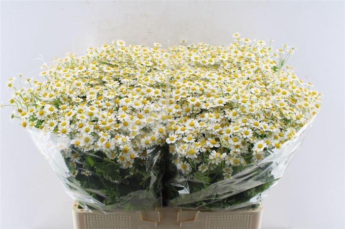 <h4>Tanacetum Single Vegmo</h4>