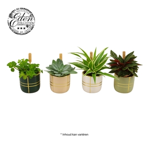 Gemengde tray 5,5cm in lauri potje