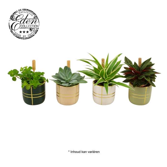 <h4>Gemengde tray 5,5cm in lauri potje</h4>