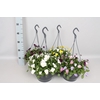 Hangpot 23 cm Viola cornuta Divers