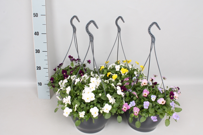 Hangpot 23 cm Viola cornuta Divers