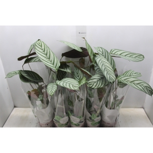 CALATHEA EXOTICA P12