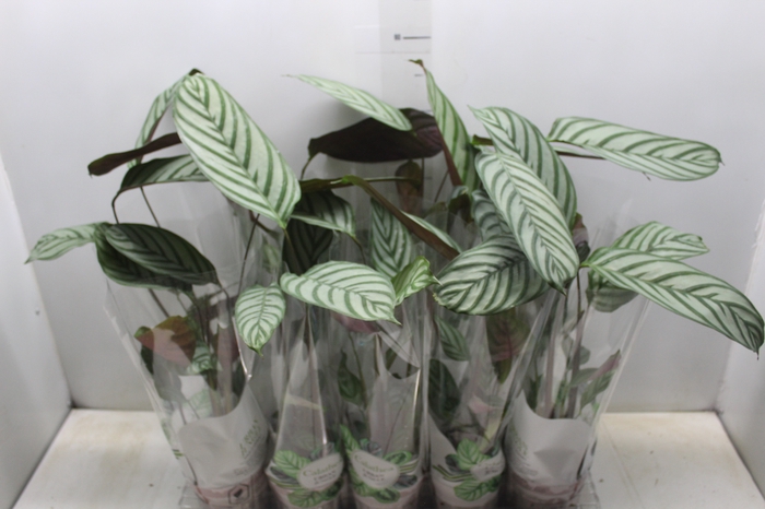 <h4>CALATHEA EXOTICA P12</h4>