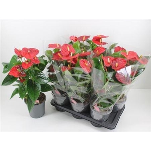 Anthu A Mauii Red