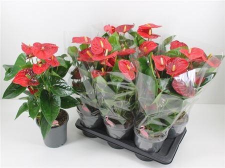 <h4>Anthu A Mauii Red</h4>