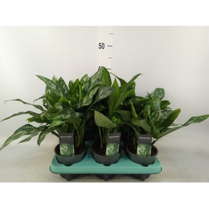 Aglaonema  'Maria'